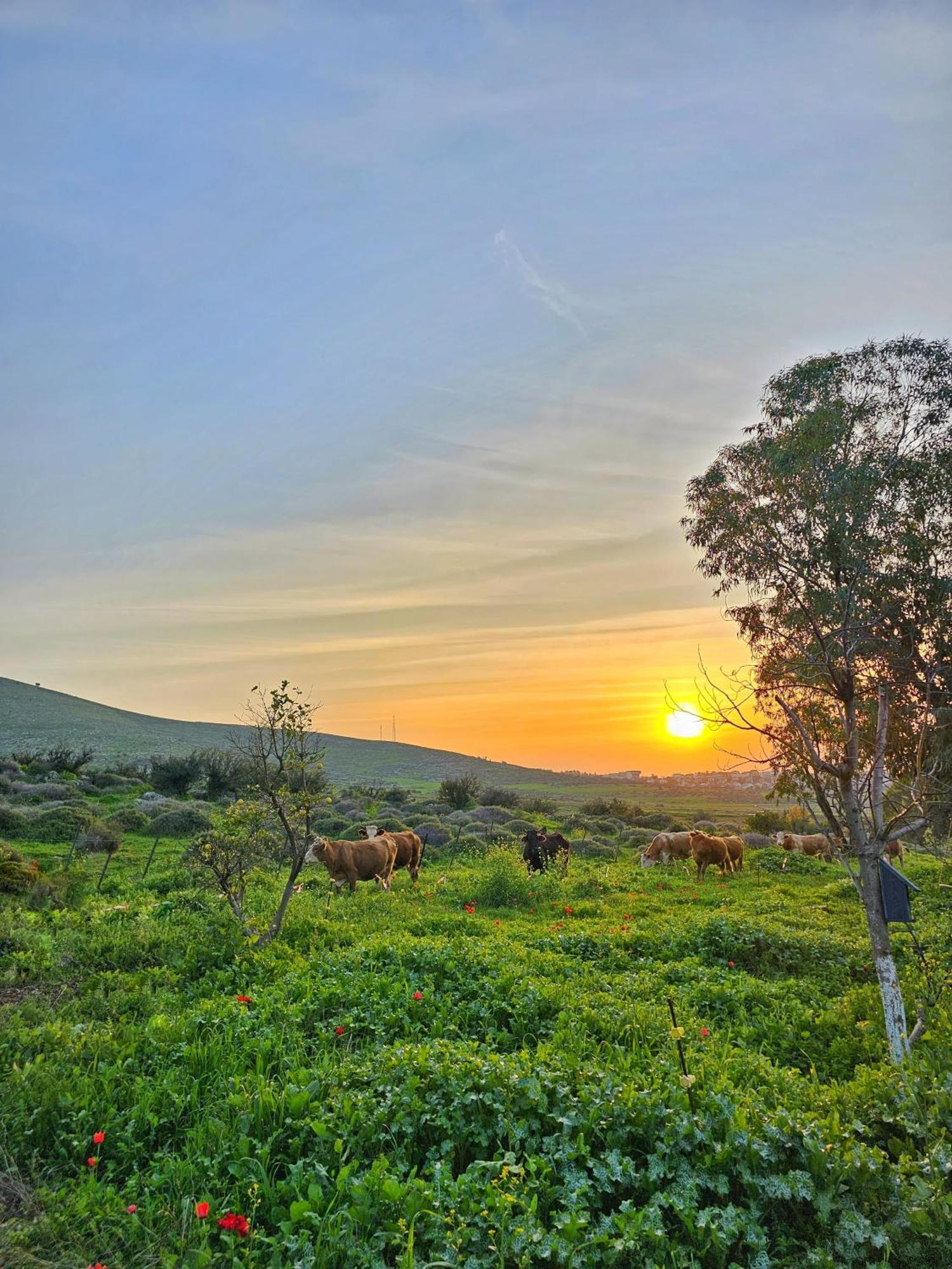 זריחה למרגלות הגלבוע Villa Nurit Eksteriør billede